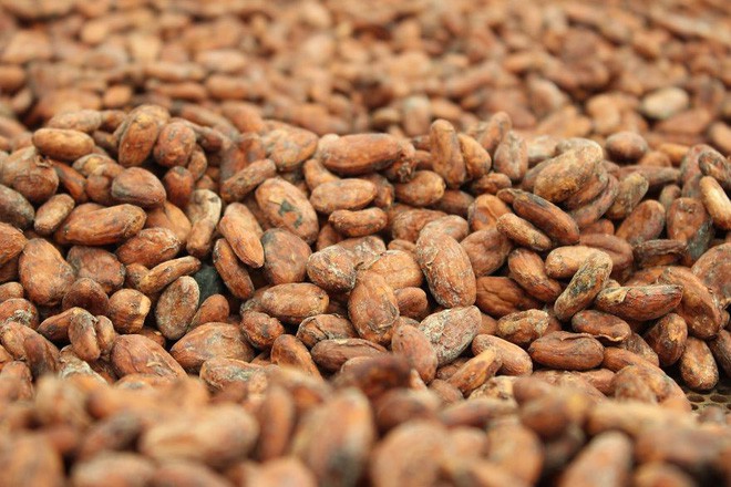 Hạt cacao rang