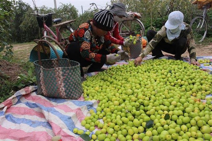Thu hoạch và bán táo Bàng La