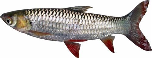 Cá chày mắt đỏ sông Đà 