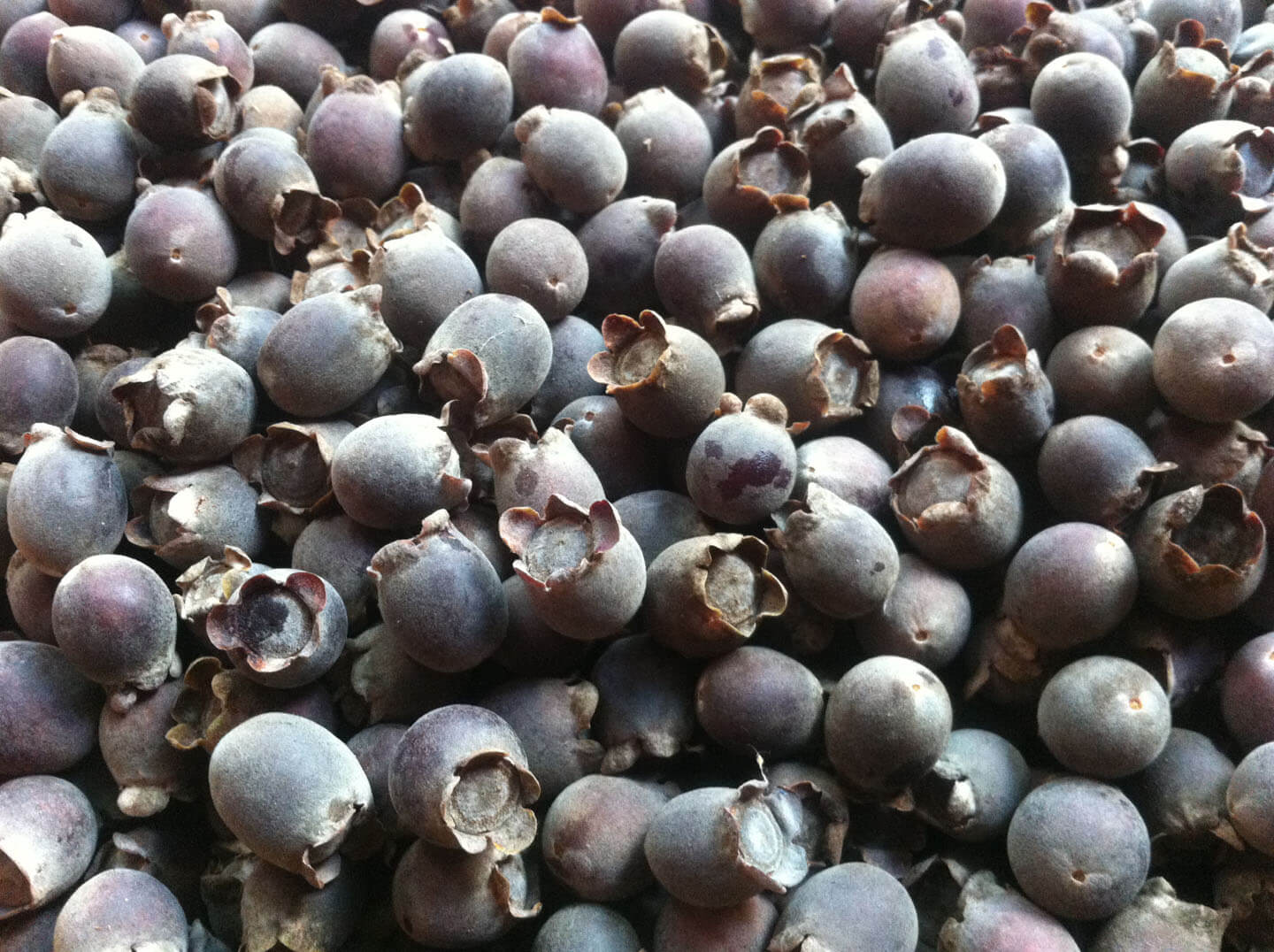 Quả sim để ngâm rượu tại Phú Quốc