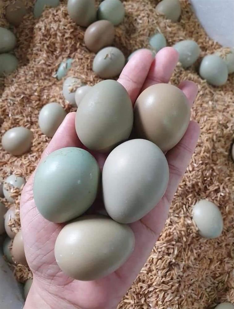 Cửa hàng bán trứng chim trĩ giá tốt