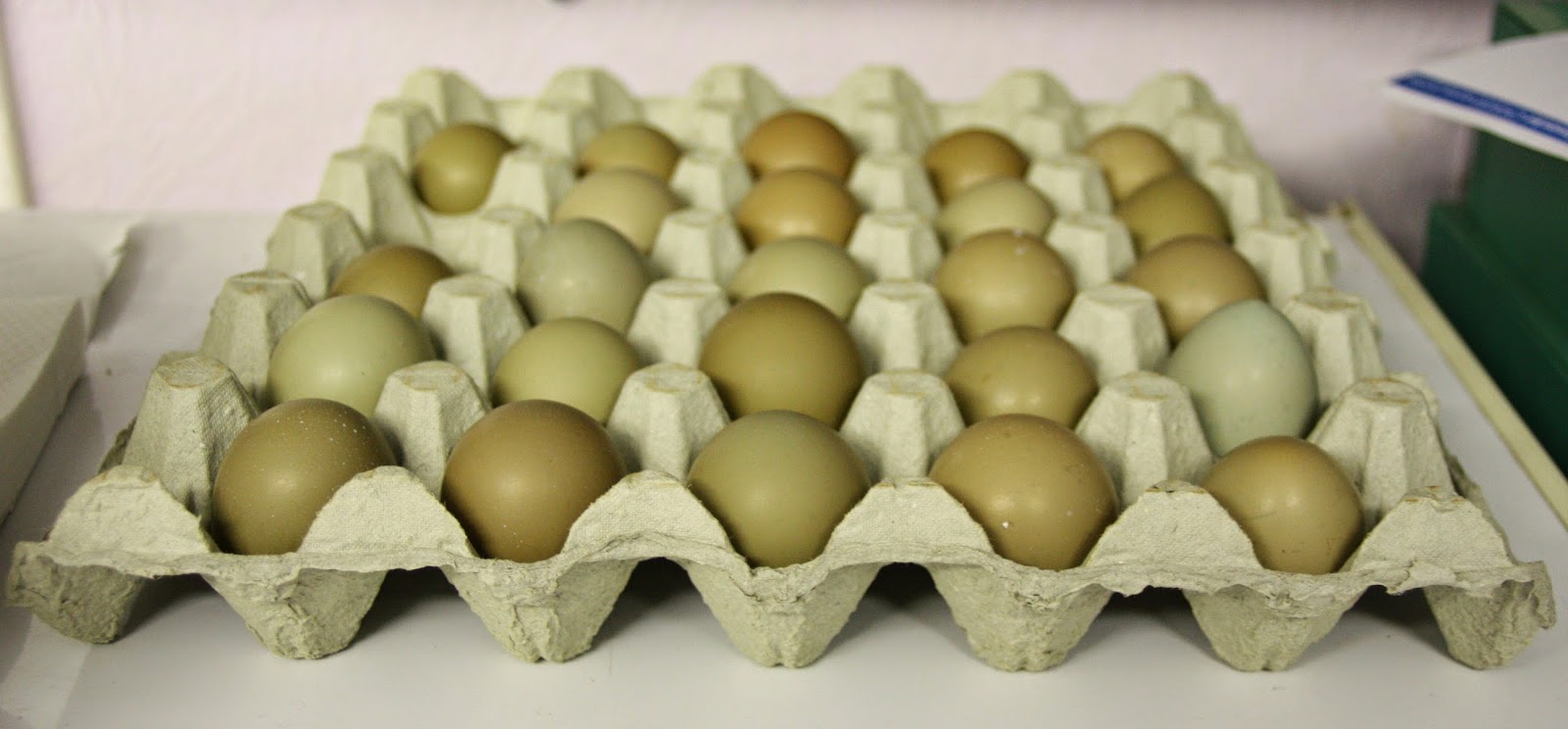 Tác dụng của trứng chim trĩ