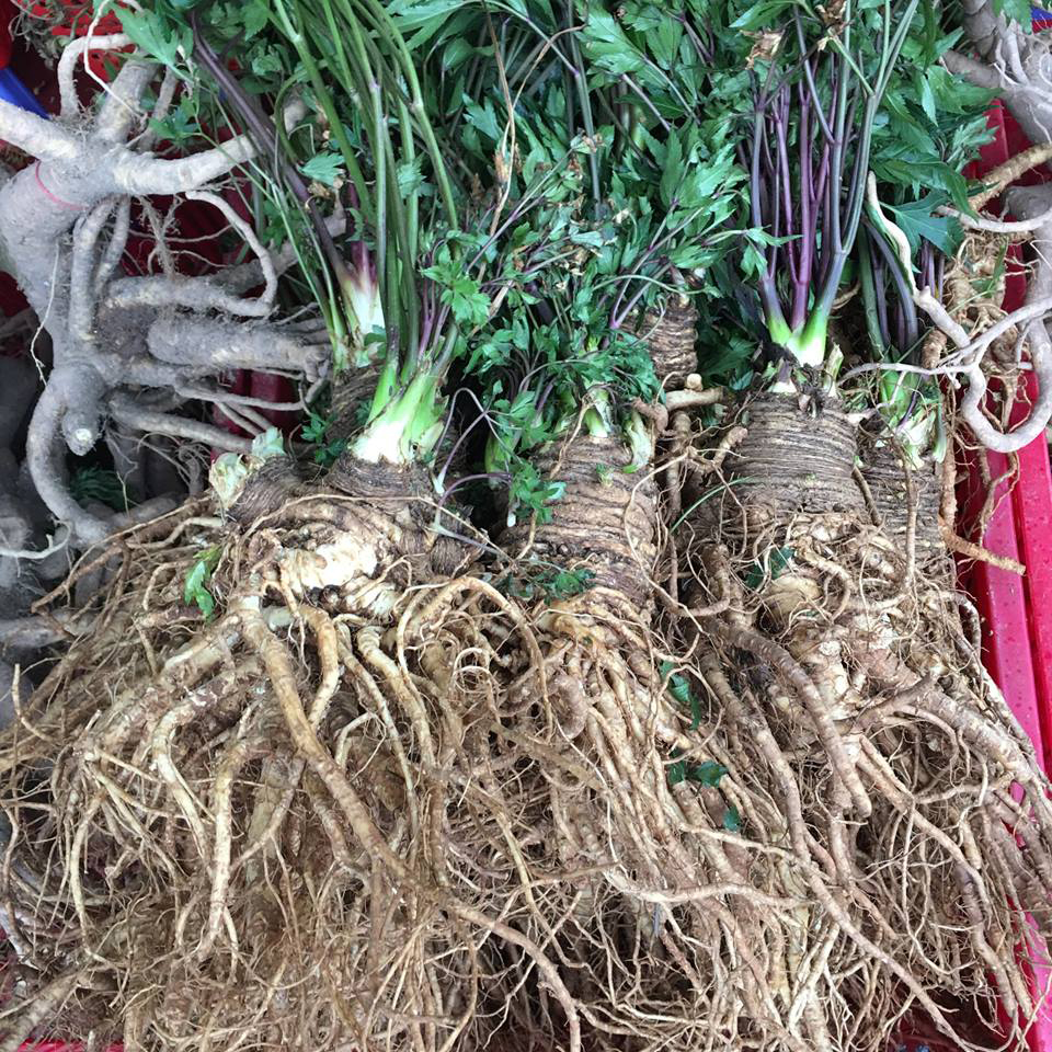 Sâm Đương Quy là sâm gì?