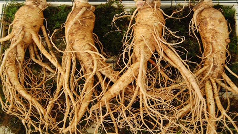 Sử dụng sâm Đương Quy có lợi ích gì?