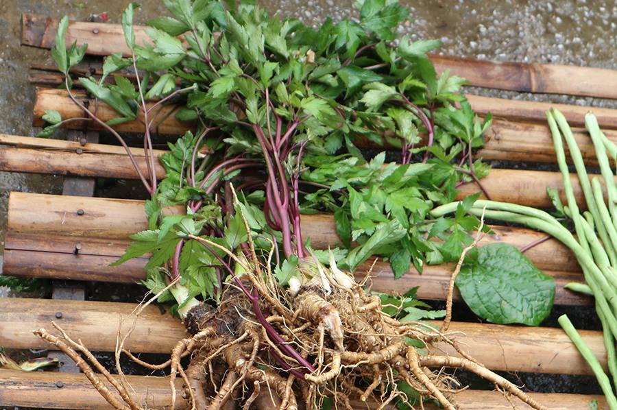 Cách ngâm rượu sâm đương quy