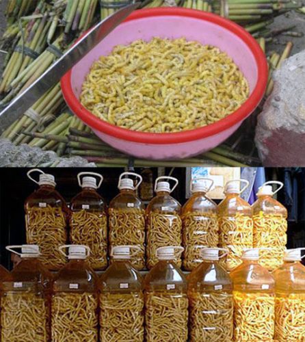 Sử dụng rượu sâu chít như thế nào?