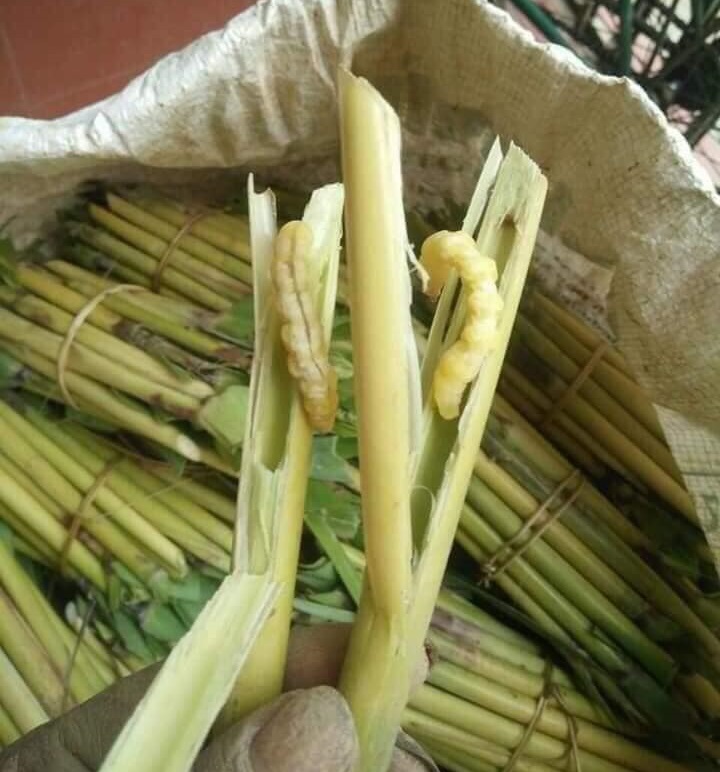 Cửa hàng bán sâu chít ngâm rượu tại Hà Nội