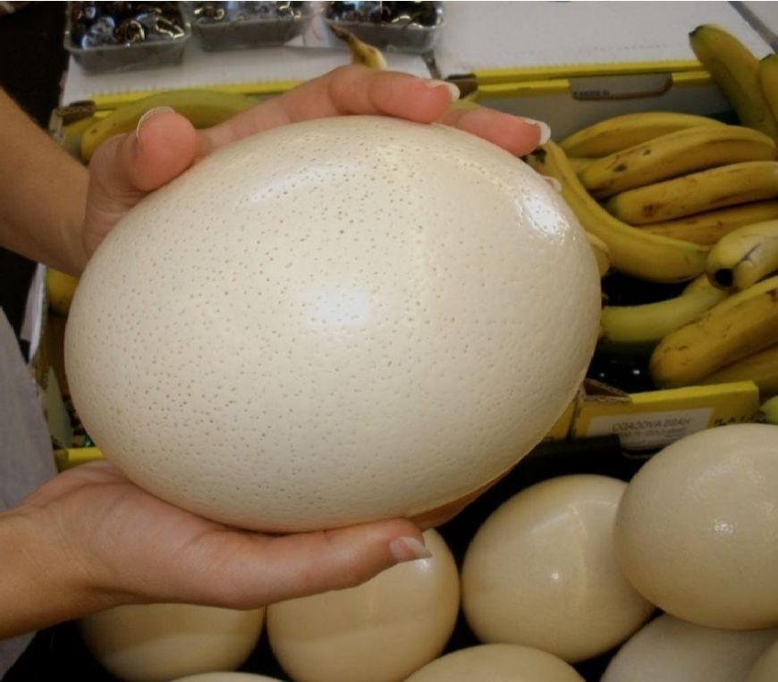 Giới thiệu về sản phẩm trứng đà điểu