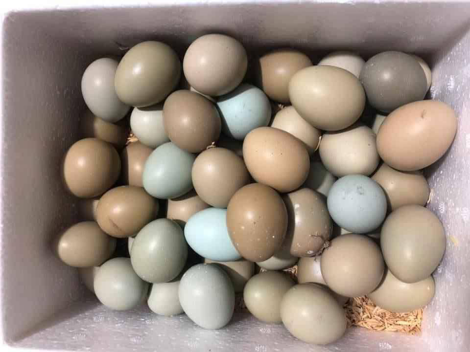 Trứng chim trĩ là trứng gì?