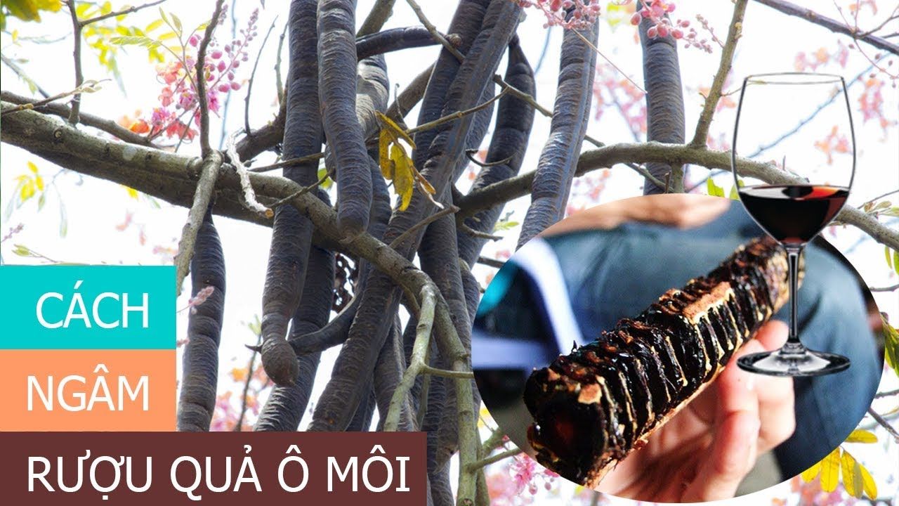 Tác dụng của quả ô môi