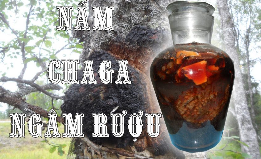 ngâm rượu nấm chaga