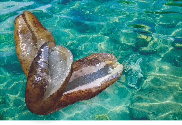 Sơ chế hải sâm