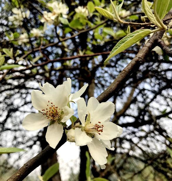 Giới thiệu về mật ong hoa táo mèo