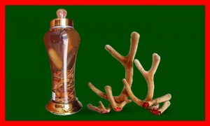 rượu nhung hươu 