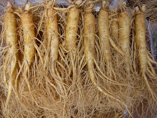 củ sâm đá củ sâm đá