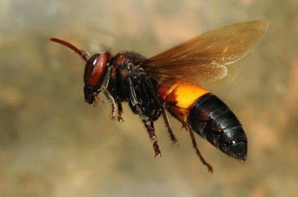 Giới thiệu về ong bò vẽ (ong đen)