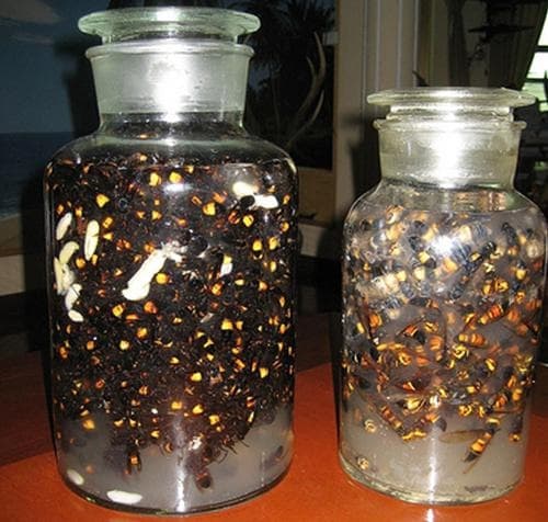 Cách ngâm rượu ong vò vẽ