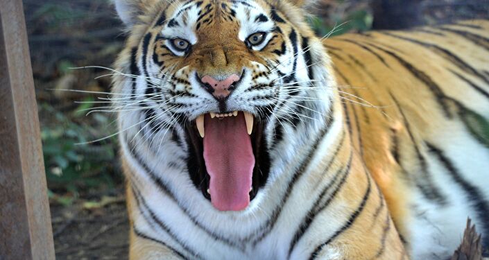 Cao hổ cốt giá bao nhiêu?