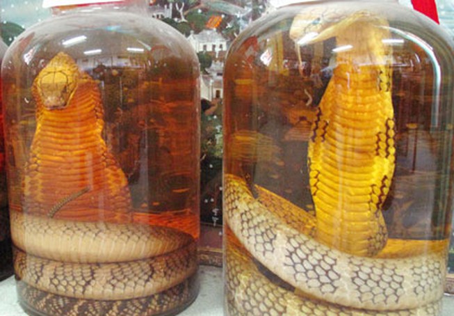 Rượu rắn chữa bệnh gì?