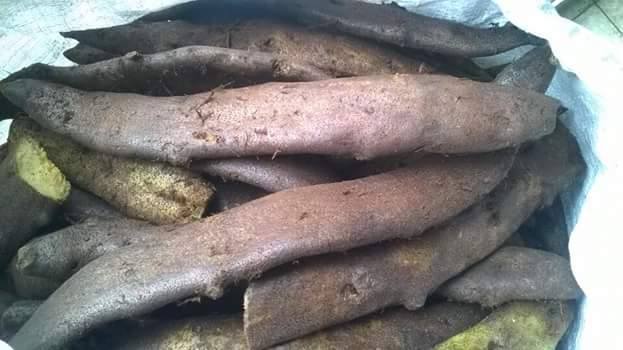 củ tắc kè đá củ tắc kè đá